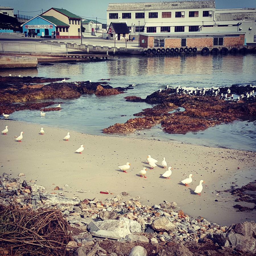 Fairview Accommodation Gansbaai Buitenkant foto